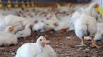 أسعار الدواجن والبيض اليوم.. ثبات الفراخ البيضاء عند مستوياتها الأخيرة